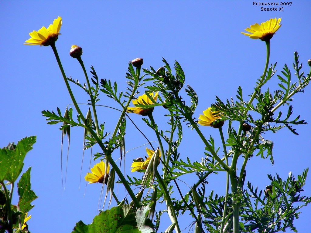Primavera 2007