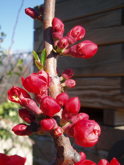 Fiori di primavera