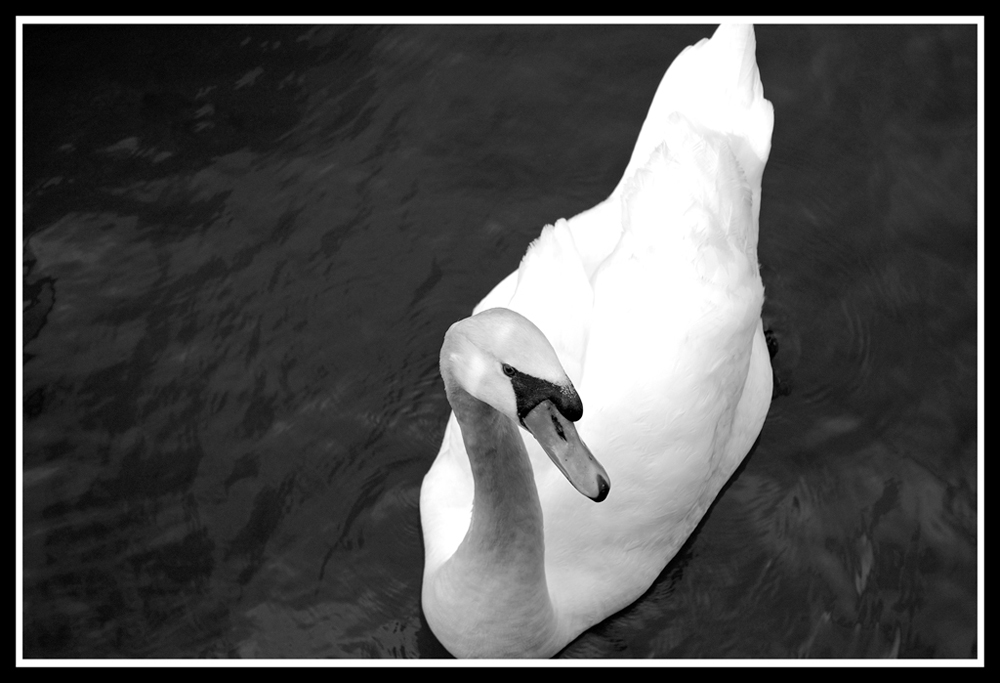 Cigno