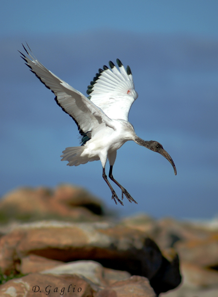 Ibis sacro