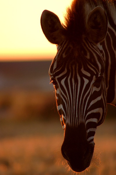 Zebra