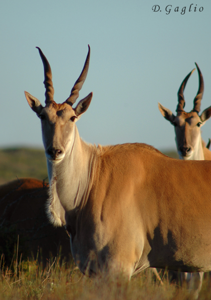 Great Kudu