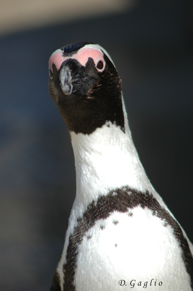 Jackass penguin