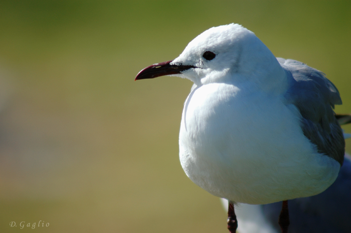 Gull portrait