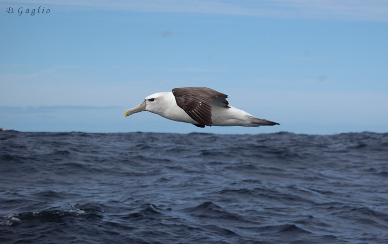 Albatross