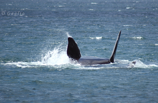 Balena del Sud Africa