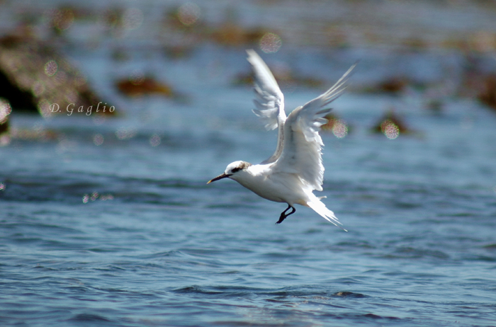 Sandwich Tern