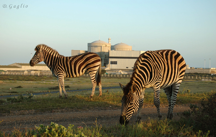 Zebre a Koeberg