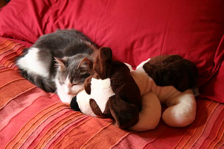 "cane" e gatto