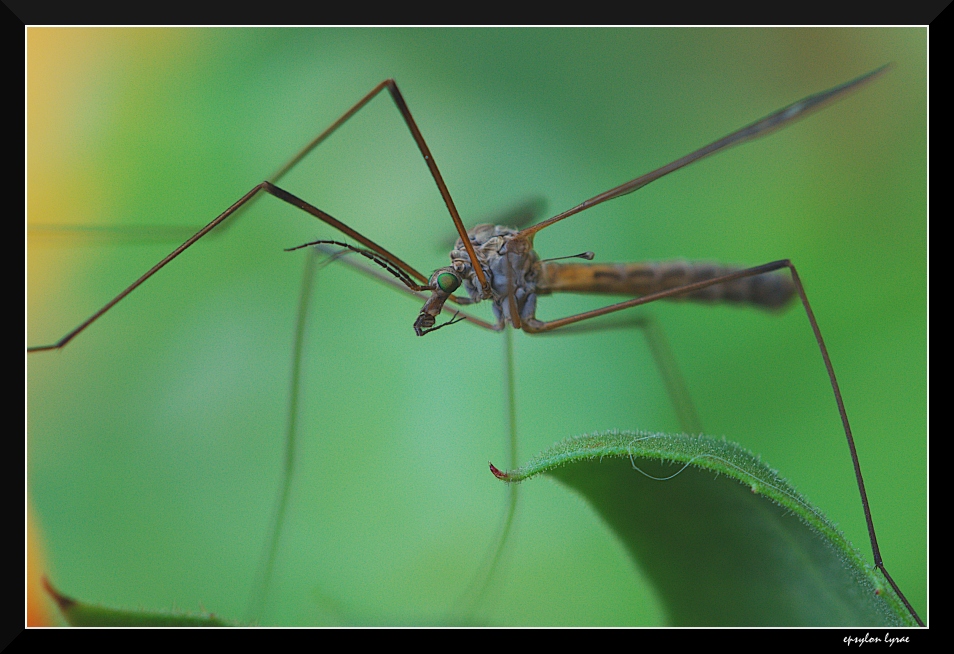 Long legs