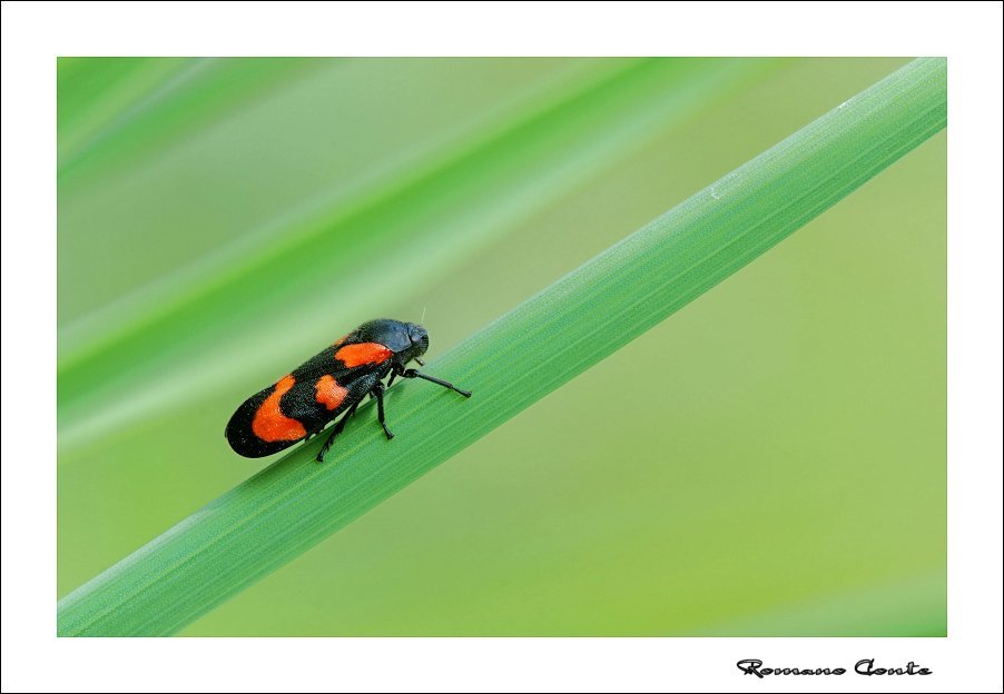 Cercopis Vulnerata