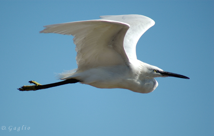 Garzetta in volo