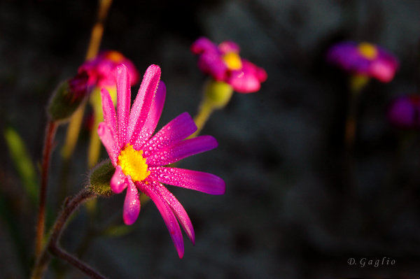 Fiori all'alba