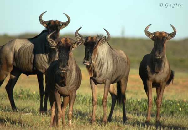 Gnu'