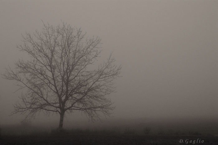 Nebbia padana