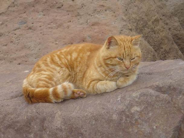 gattoporto