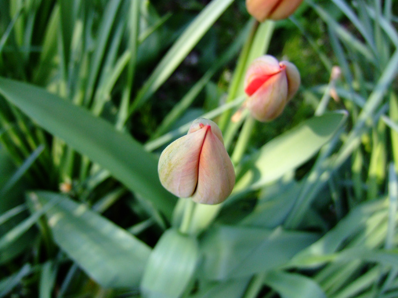 fiore