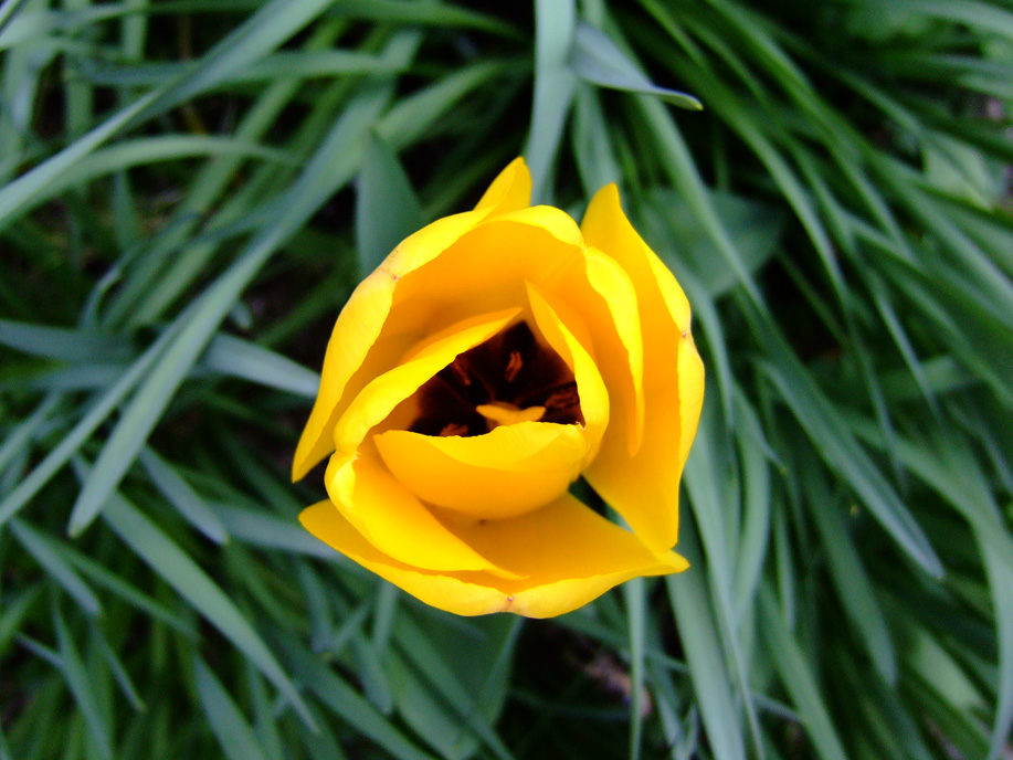fiore