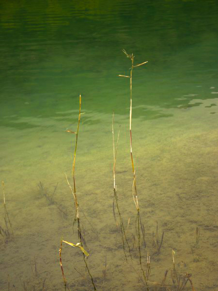 Sfumature