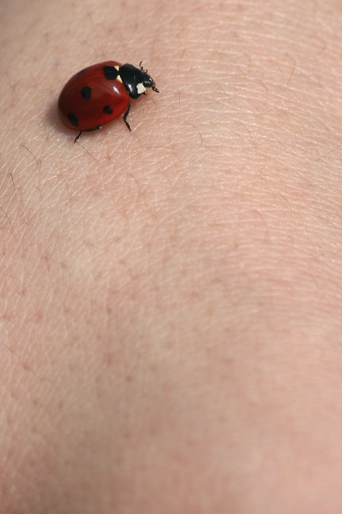 coccinella