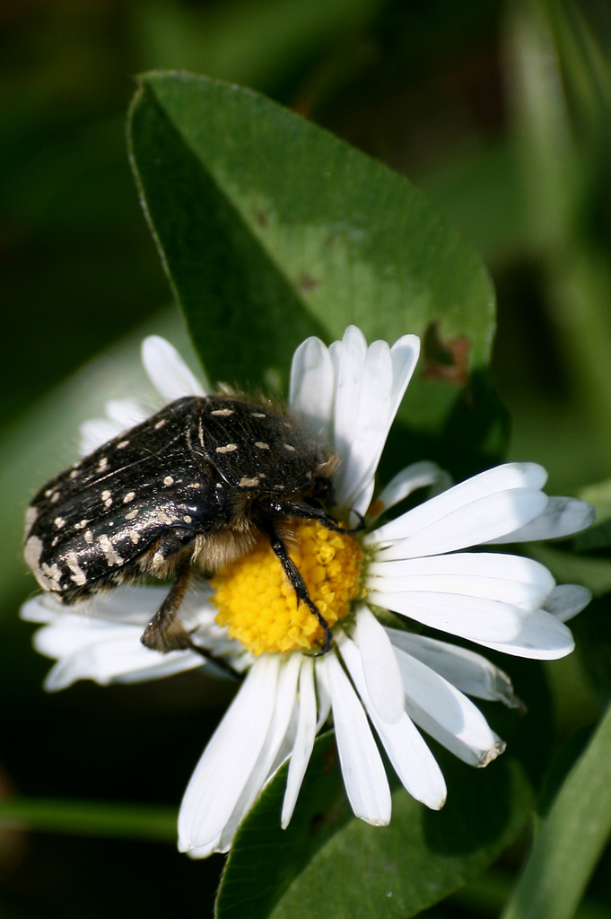 cimice peloso