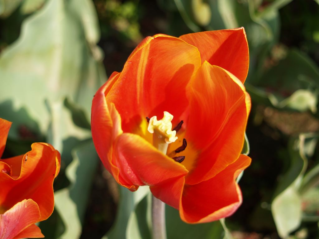 Tulipano