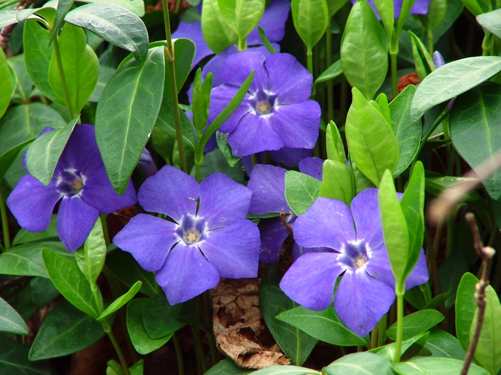 violette