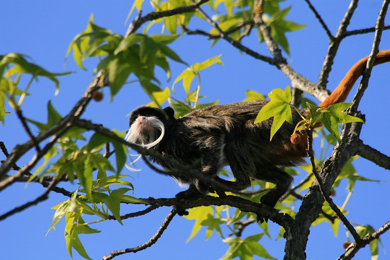 Tamarino Imperatore
