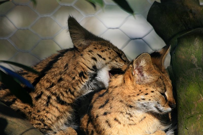 Serval