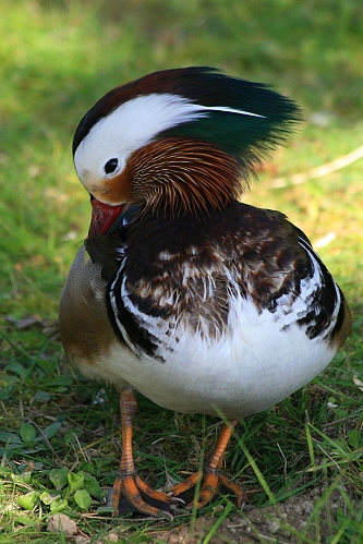 Anatra mandarina