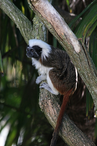 Tamarino di Edipo