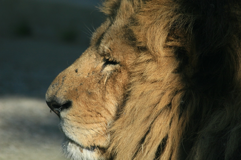 Leone