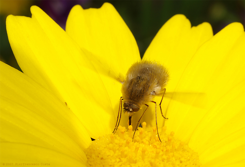 Bombylius  minor
