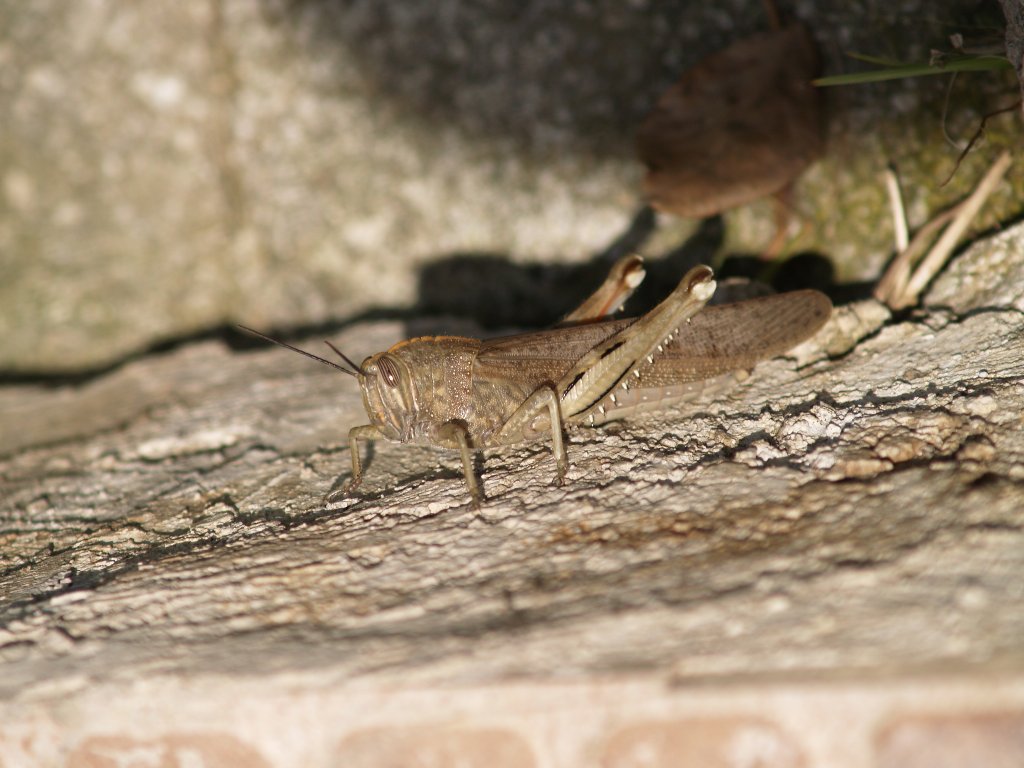 cavalletta sicula.....