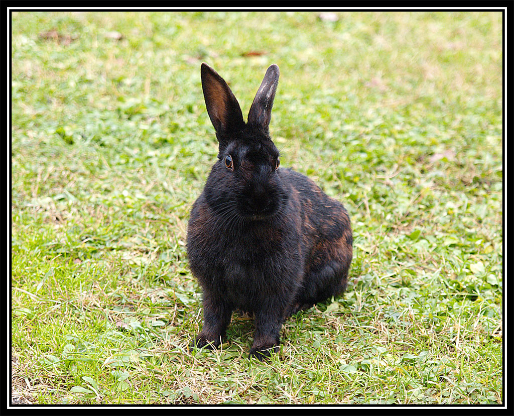 Coniglio nero