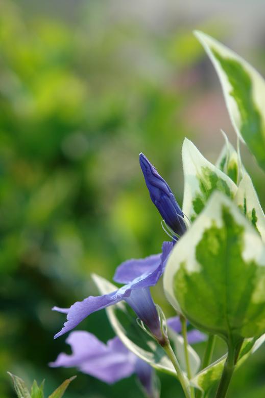 Macro#2