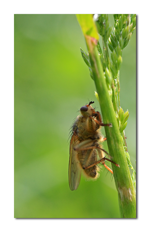 salir salir salir (D. Silvestri)