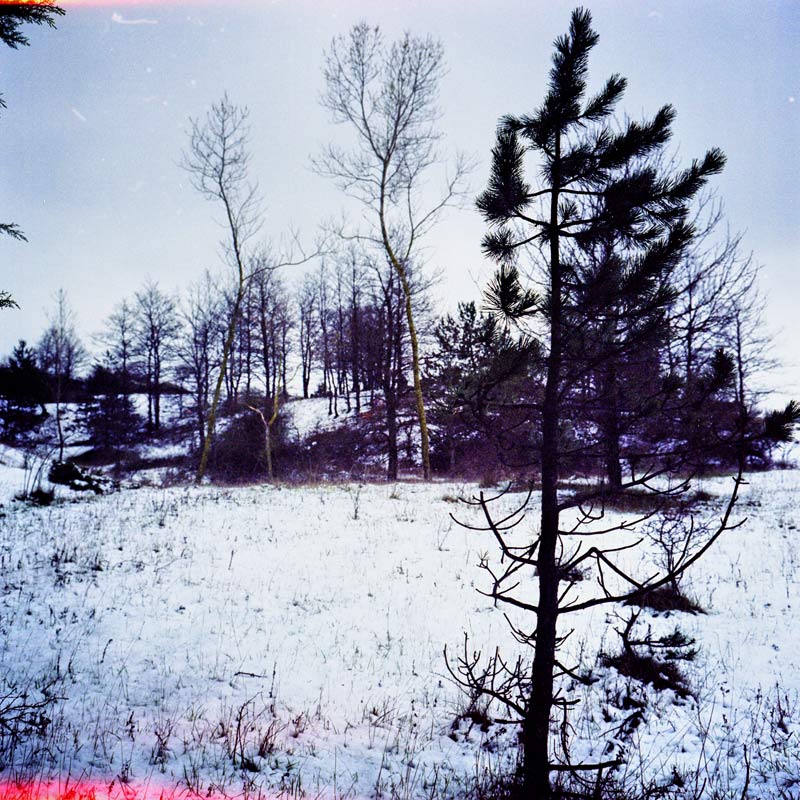 Trees