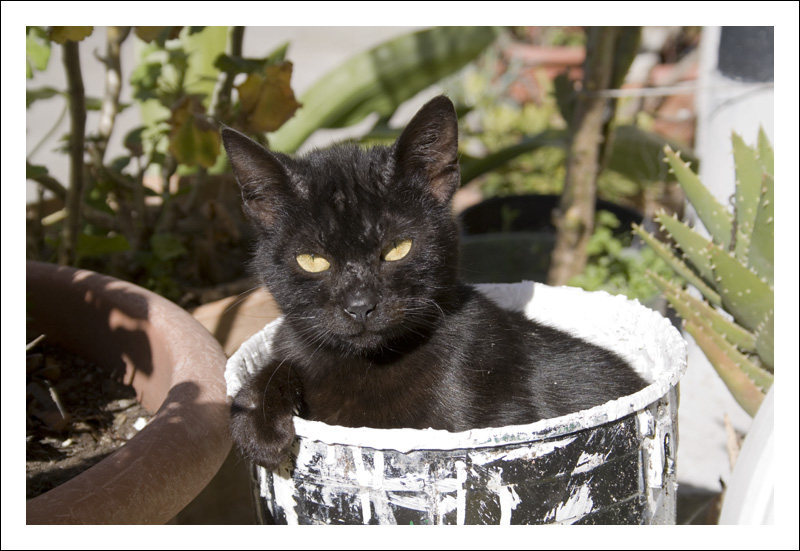 Micio