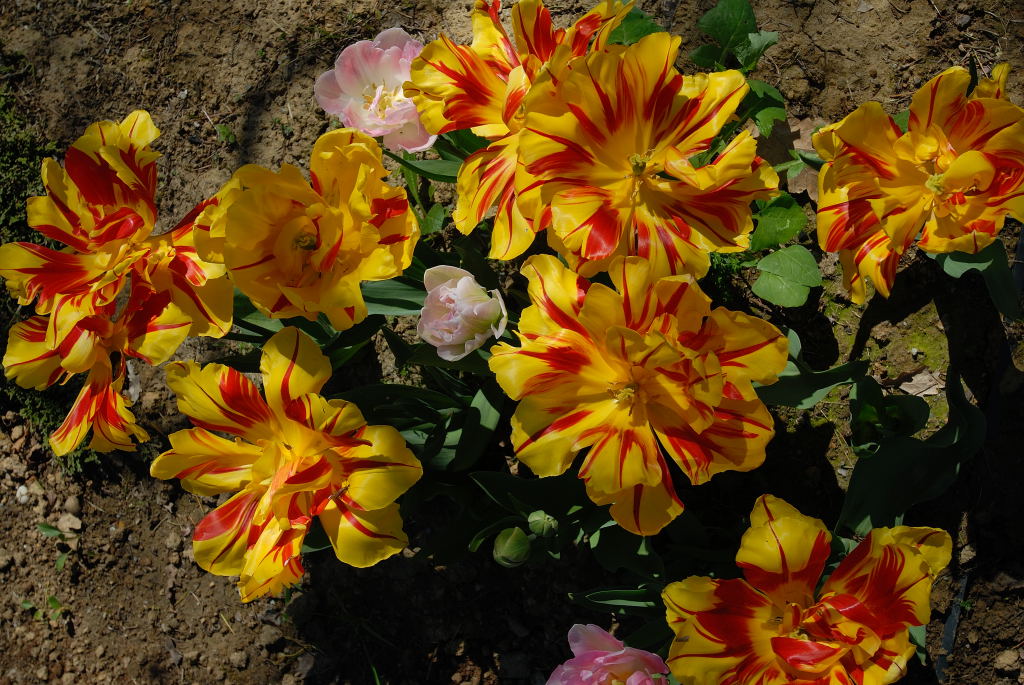 zanzara su tulip