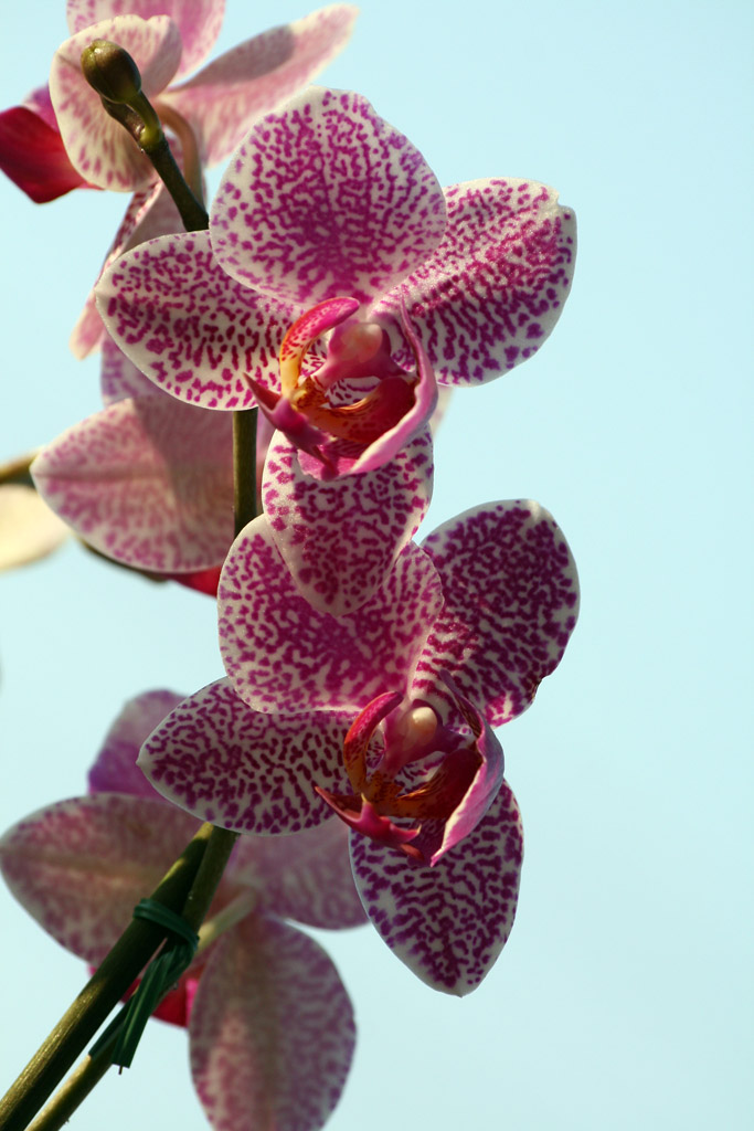orchidea