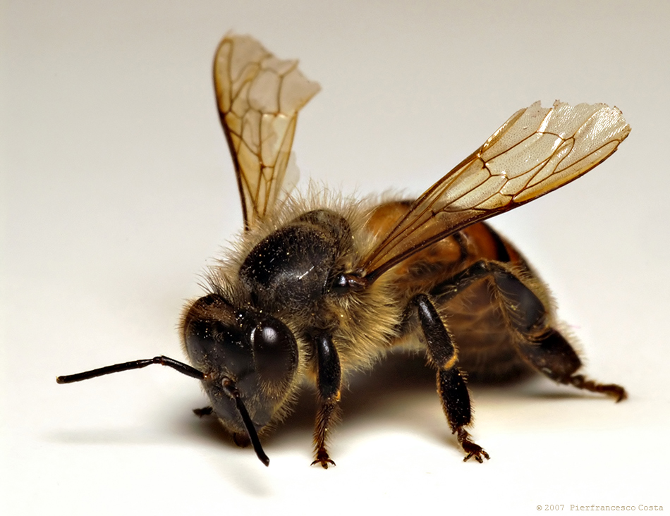 Apis mellifera