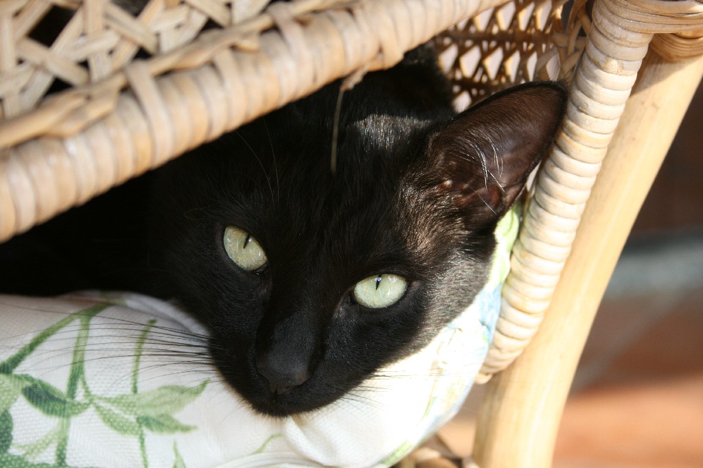 Nerone