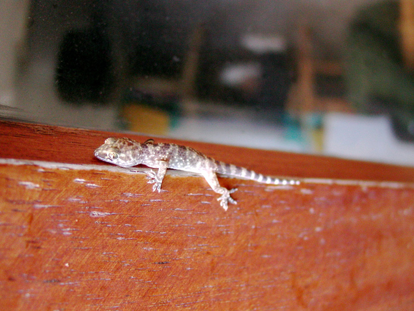 Geco