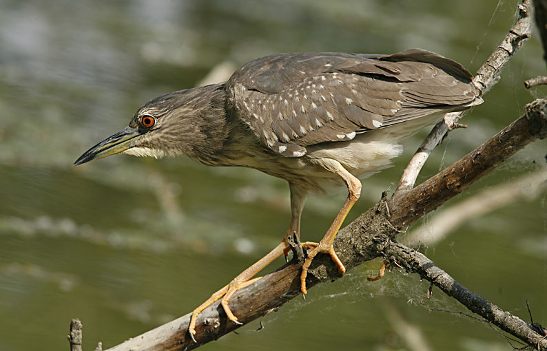 Renzo-Nitticora immatura