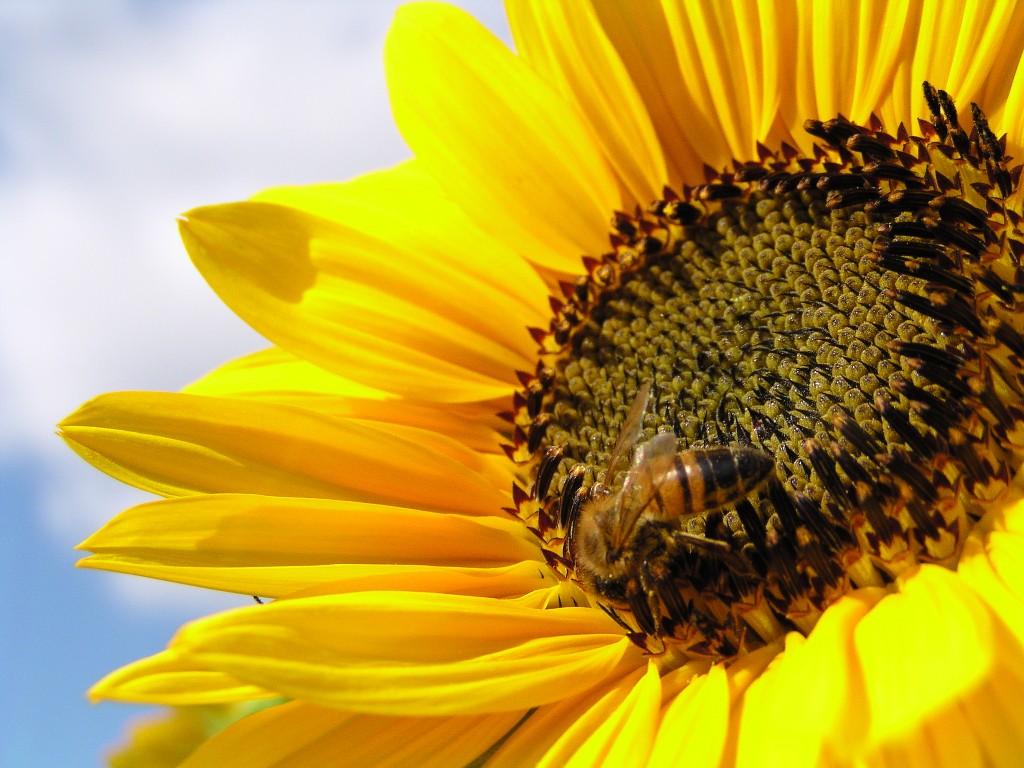 sto facendo la spesa