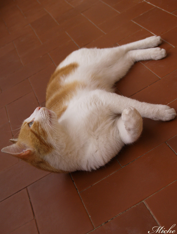 Carotino