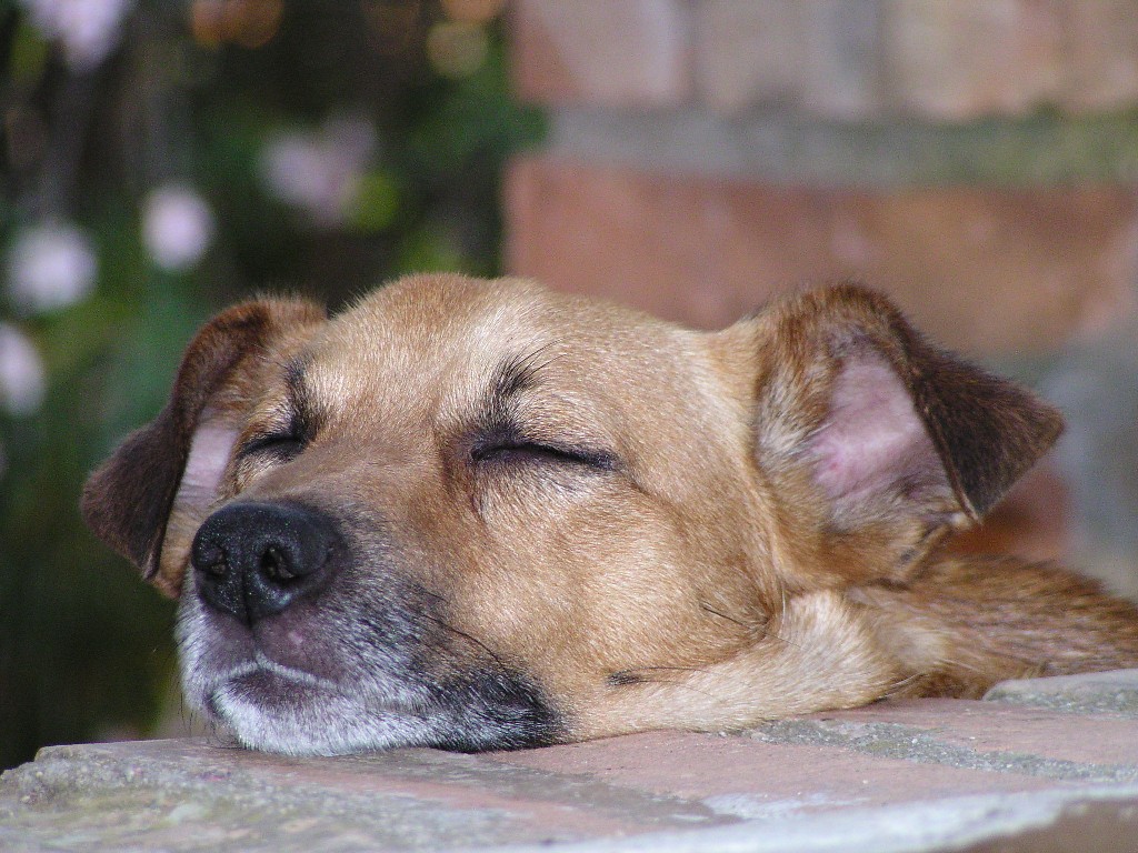 .........il can che dorme