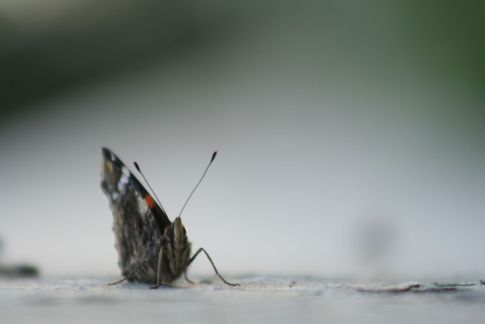 Atterrata
