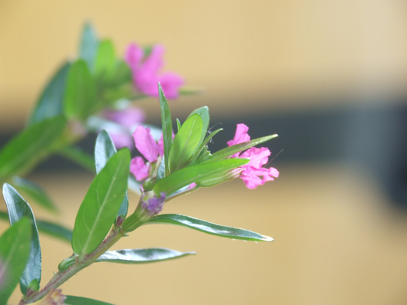 macro5